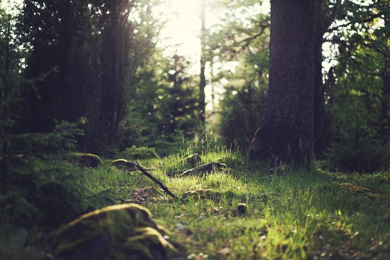 Fairytale Clearings