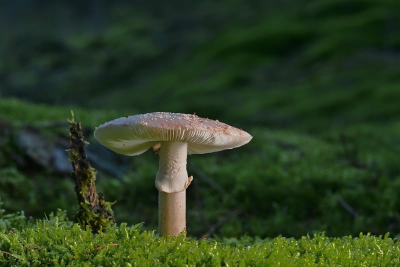 Enchanting Forest
