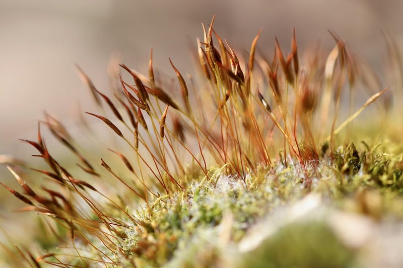Moss